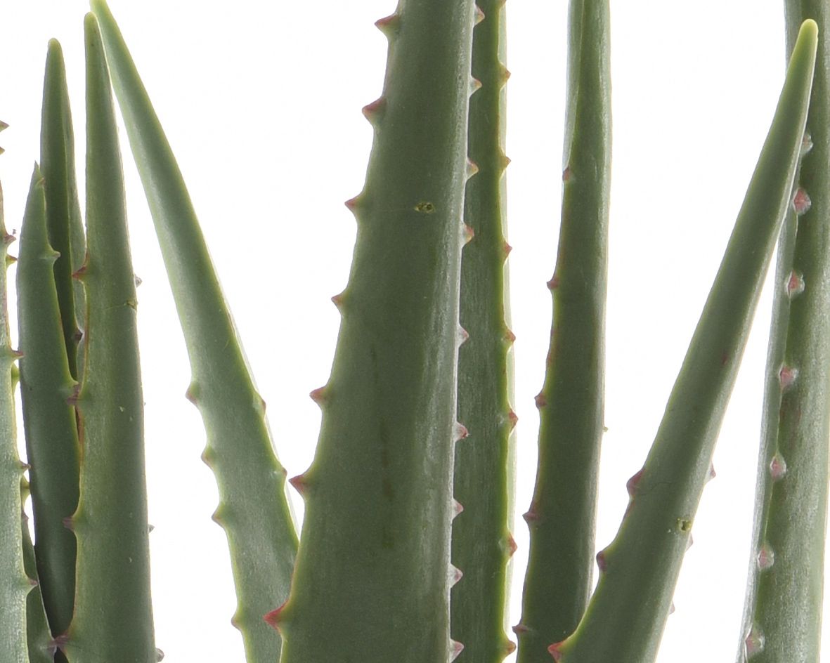Artificial Plant | Aloe Vera in Pot 40cm